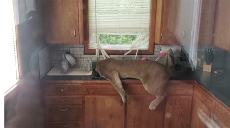 Cougar Jumps Into Ephrata Home Tranquilized By Fish And Wildlife In