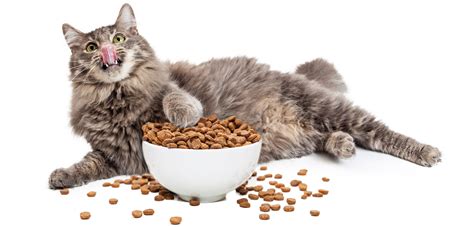 Smalls cat food is delivered frozen, so you'll need to thaw the package overnight in the fridge first before feeding. Cat Products