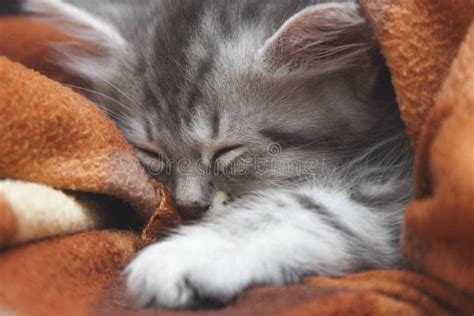 Cute Little Gray Kitten Is Sleeping In A Warm Blanket Stock Photo