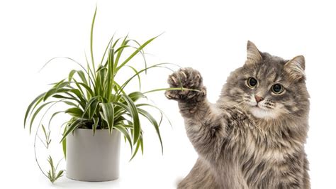 Spider Plants And Cats Yes You Can Have Both At Home Better