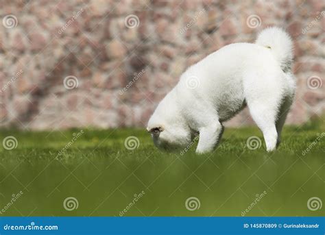 Hokkaido Dog Stock Image Image Of Happy Park Dogs 145870809