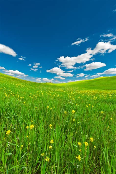 Sky And Meadow Stock Photo Image Of Cultivated Green 31399718