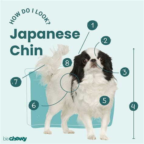 Japanese Chin Breed Characteristics Care And Photos Bechewy