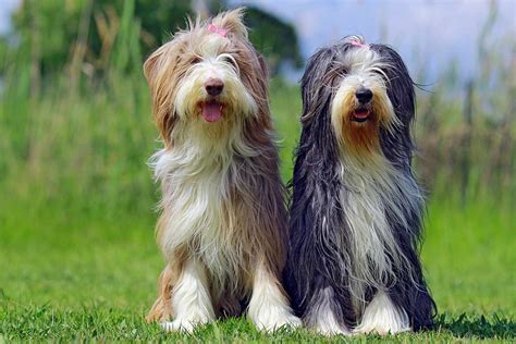Bearded Collie Dog Breed Information And Characteristics Daily Paws