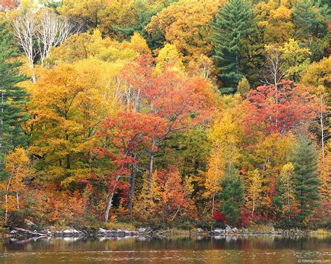 Fall Foliage Wallpapers For Desktop Wallpaper Cave