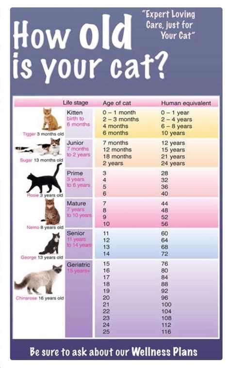 Kitten Age Chart Months