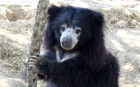 10 Reasons Why Sloth Bears Are The Cutest Animals Recuse