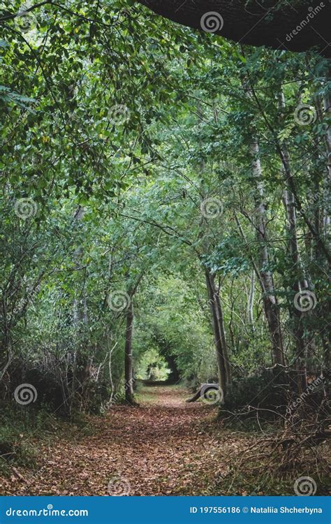 Natural Tunnel In Deep Forest Footpath In Autumn Woods Mysterious
