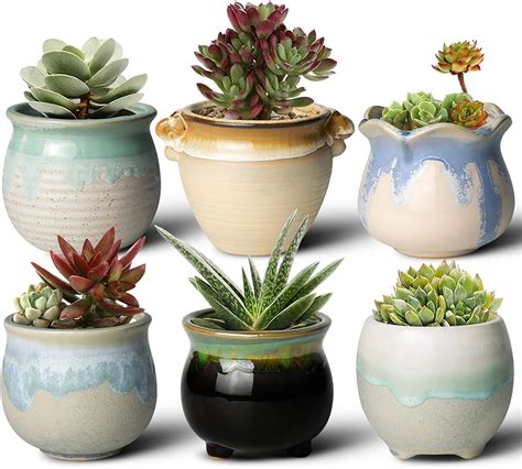 The 15 Best Pots For Succulents Of 2023 Best Garden Tips