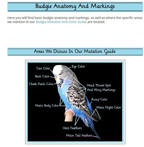 Budgie Anatomy And Markings Talk Budgies Forums