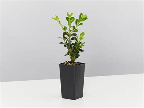 Korean Box Hedge Plants Buxus Microphylla Buy Online Australia