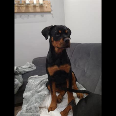 While male rottweiler can grow to between 110 to 130 pounds, females will grow to weigh between 75 and exercise will play a very important role when it comes to weight loss. Growth Rottweiler - Puppy weight chart Rottweiler