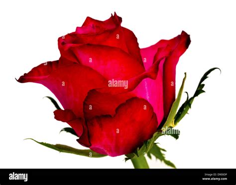 Deep Pink Petals Cut Out Stock Images And Pictures Alamy