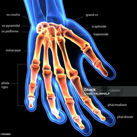 3d Illustration Of Human Skeleton Hand Labels Anatomy Stock Photo