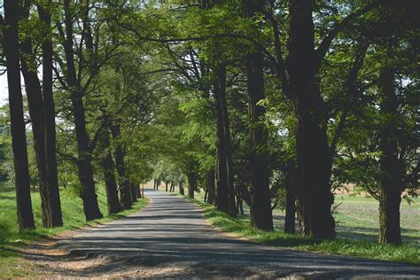 Empty Pathway Surrounded By Trees And Grass · Free Stock Photo