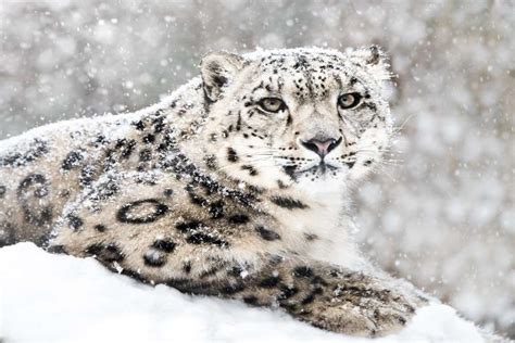 Four Rare Snow Leopards Spotted In Nanda Devi National Park In