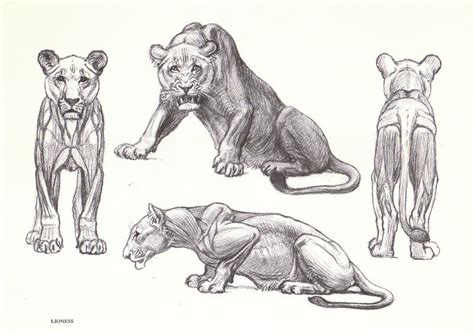 Something done for my animal anatomy lesson >_<. Items similar to Vintage Gorilla Lion and Lioness Double ...