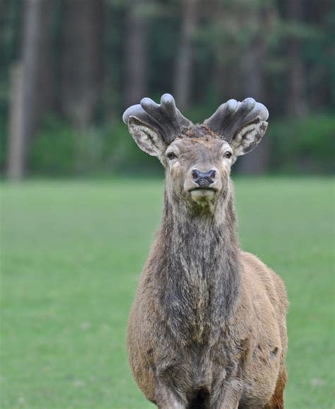 Red Deer Antlers Wildlife Online Atelier Yuwaciaojp