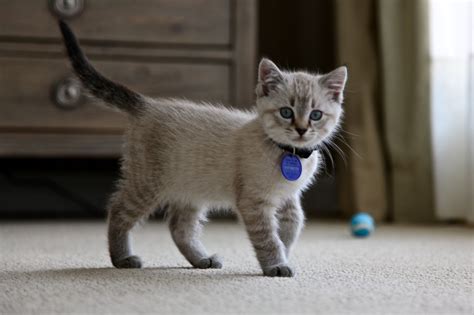 Are Lynx Point Siamese Cats Mean Perfectmypets