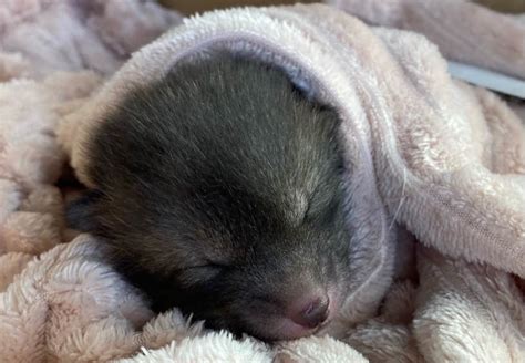 Orphaned Fox Cub Rescued By Passer By In Grange Over Sands