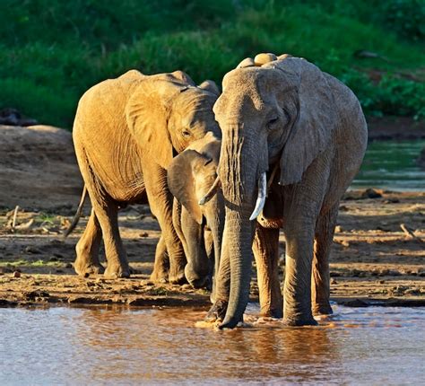 Free Photo African Elephants Together In The Nature
