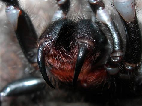 Spider Closeup Fangs Scary Face Spiders Wallpaper 1600x1200 399084