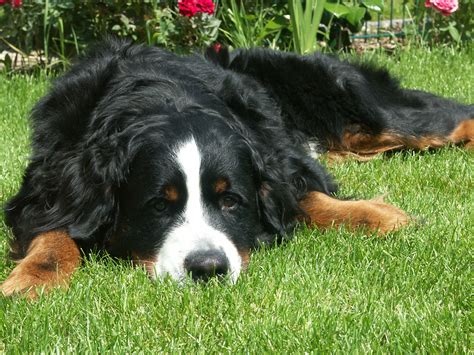 Sad Bernese Mountain Dog On The Grass Wallpapers And