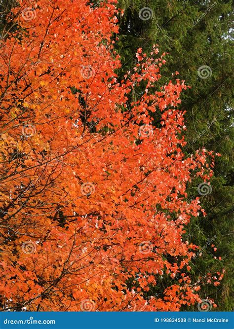 Reddish Orange Maple Tree Contrasted With Green Pine Tree Stock Photo