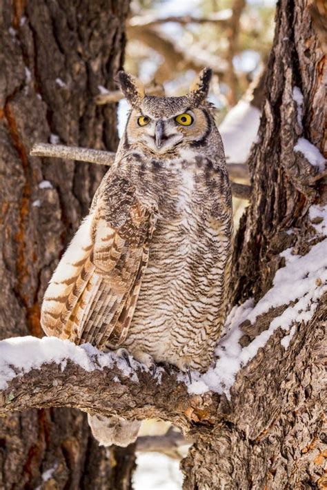 Great Horned Owl In Snow Covered Tree Stock Photo Image Of Beak
