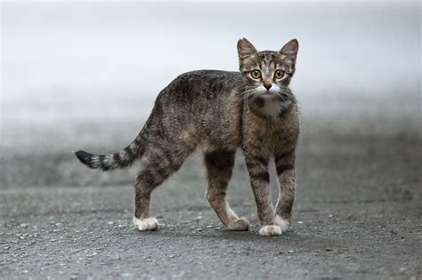 Feral Vs Stray Cat Heres How To Tell The Difference Readers Digest