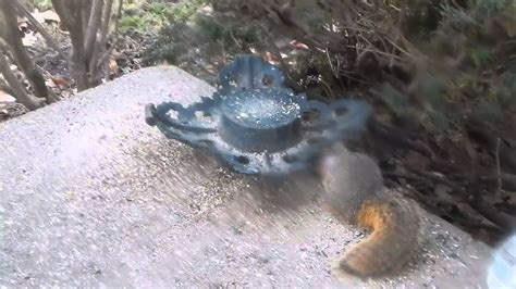 Mange Squirrel And Please Help Feed Nature Youtube