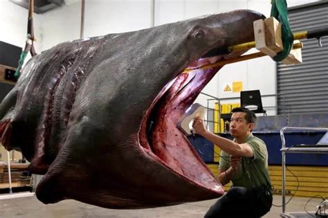 Basking Shark Vs Whale Shark Undiscovered Secrets