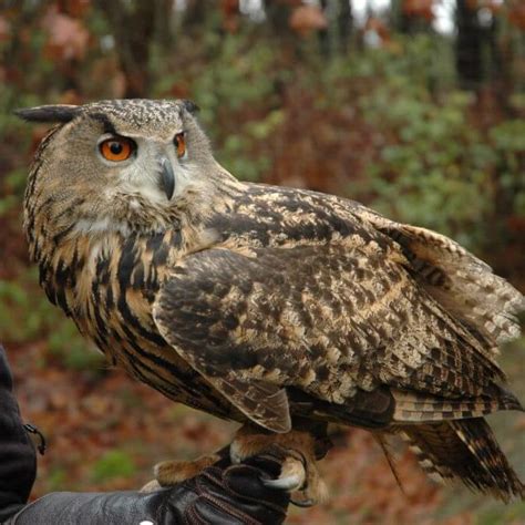 Eurasian Eagle Owl Wildlife Images Rehabilitation And Education Center