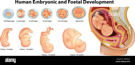 Diagrama Que Muestra El Desarrollo Embrionario Y Fetal Humano