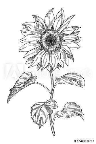 Download sunflower black and white stock vectors. Sketch pen and ink vintage sunflower illustration, draft ...