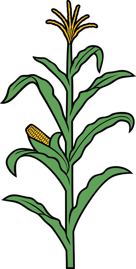 Corn Stalk Png Illustration 8514025 Png