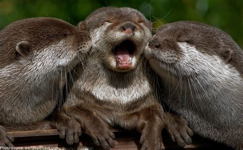 interesting facts about otters just fun facts