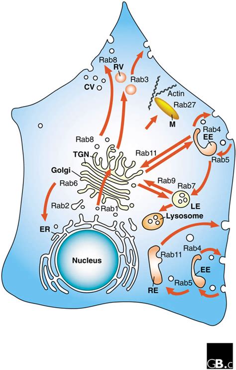 Intracellular Vesicle Transport Pathways And Localizati Open I