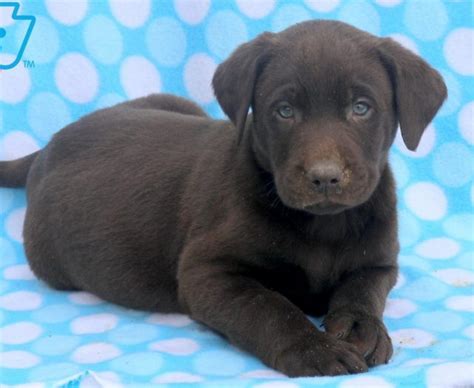These litters are available for deposit. Labrador Retriever - Chocolate Puppies For Sale | Puppy ...