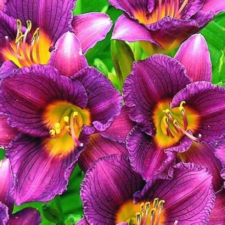 Compact, tropical and well defined makes this a wonderful accent planting. Daylily, Purple D'Oro @ Gardening catalog @ The Home ...