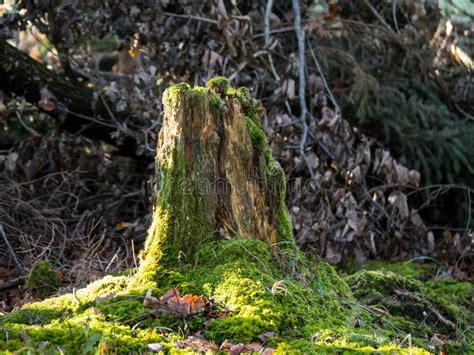 Green Moss On An Old Stump In The Forest Stock Image Image Of Nature