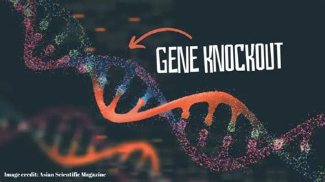 Gene Knockout Vs Gene Knockdown Differences And Similarities Genetic