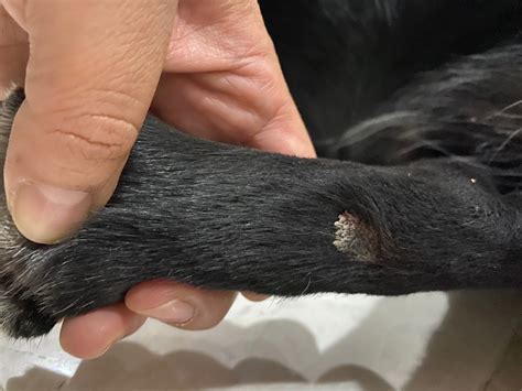Treating Crusty Patches On Dogs Skin Thriftyfun