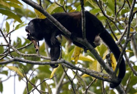 El Mono Aullador El Tenor De La Selva Viajes Fotografía Y Más