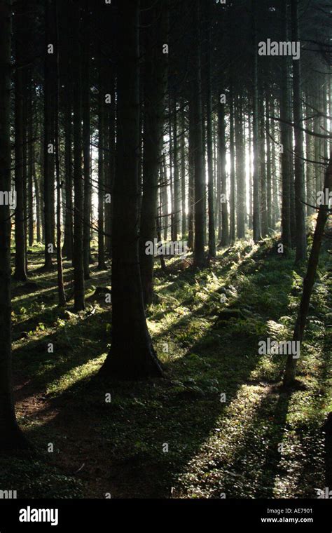 A Dense Dark Forest Stock Photo Alamy