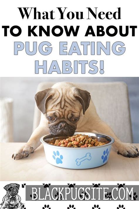 Everything You Need To Know About Feeding A Pug Find Out What You