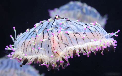 Free Images Ocean Flower Jellyfish Blue Coral Invertebrate Reef