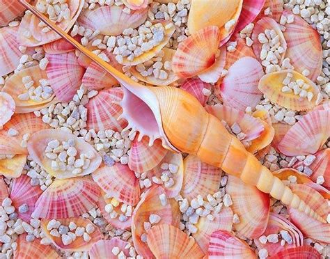 Pretty Seashells On The Seashore ♥ With Images Sea Shells Shells