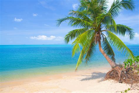 Download Horizon Tropical Turquoise Sea Ocean Beach Nature Palm Tree 4k