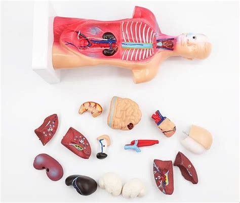 Teaching Toys Wired Human Torso Body Model Anatomy Anatomical Internal